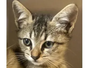 Gato raça Srd idade Abaixo de 2 meses nome Joca