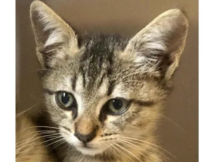 Gato ra a Srd idade Abaixo de 2 meses nome Joca