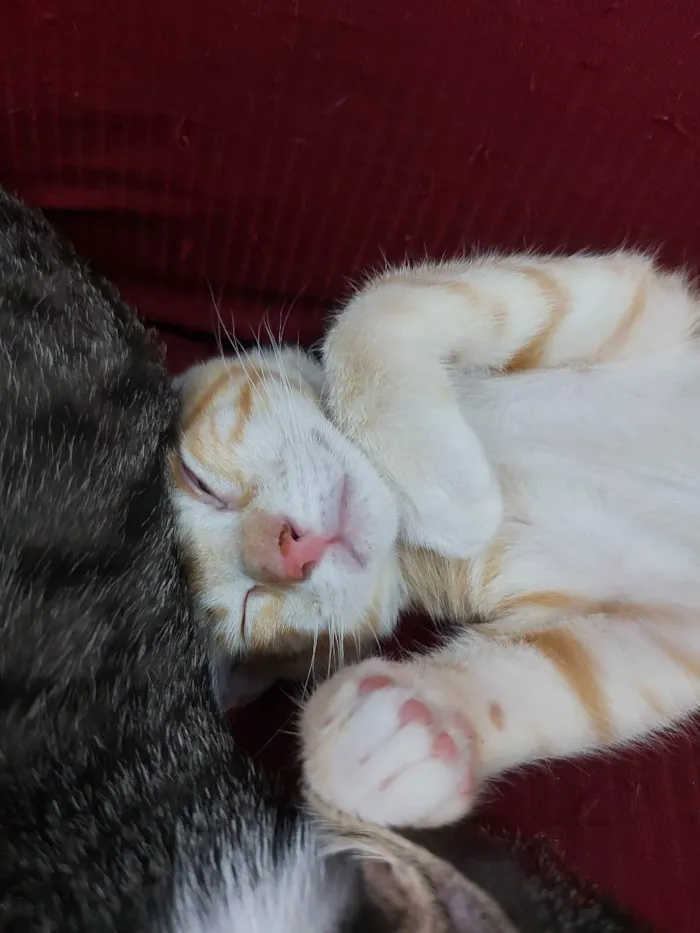 Gato raça Sem raça definida  idade 2 a 6 meses nome Zeus