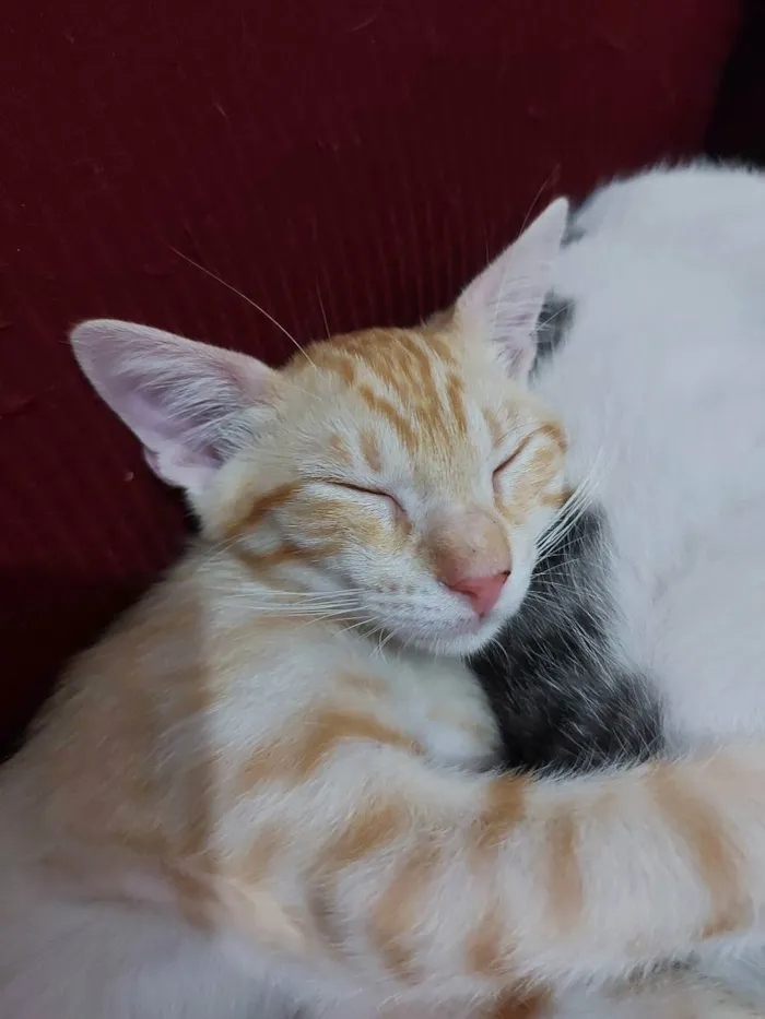 Gato raça Sem raça definida  idade 2 a 6 meses nome Zeus