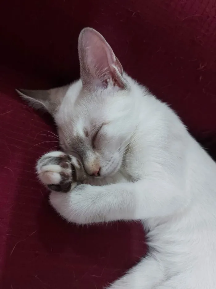 Gato raça Sem raça definida  idade 2 a 6 meses nome Cloe - CASTRADA