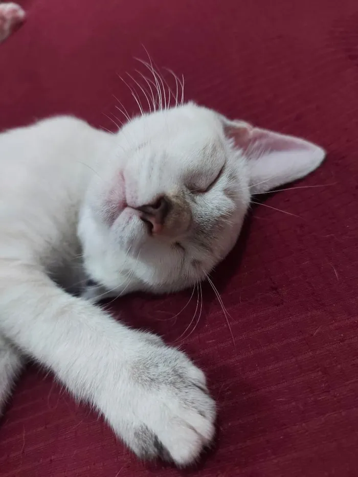 Gato raça Sem raça definida  idade 2 a 6 meses nome Cloe - CASTRADA