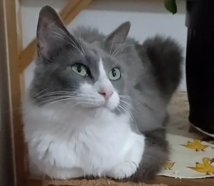 Gato ra a Srd idade 7 a 11 meses nome Serena