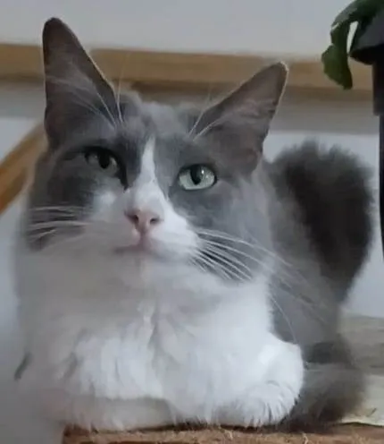 Gato ra a Srd idade 7 a 11 meses nome Serena