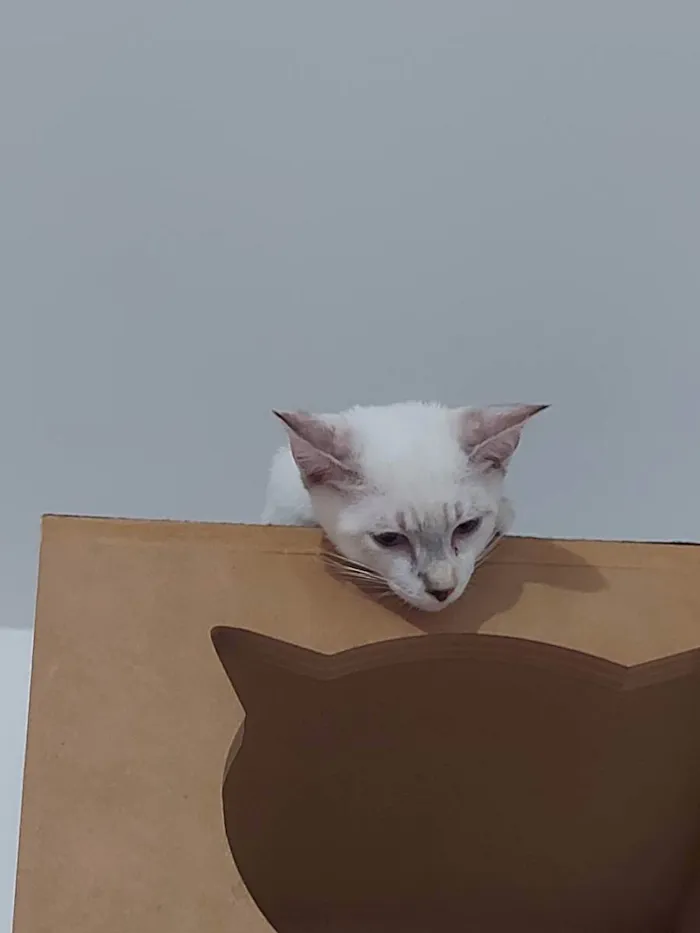 Gato raça Sem raça definida  idade 2 a 6 meses nome Cloe - CASTRADA