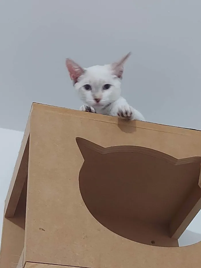 Gato raça Sem raça definida  idade 2 a 6 meses nome Cloe - CASTRADA