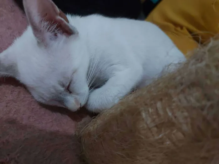 Gato raça Sem raça definida  idade 2 a 6 meses nome Cloe - CASTRADA