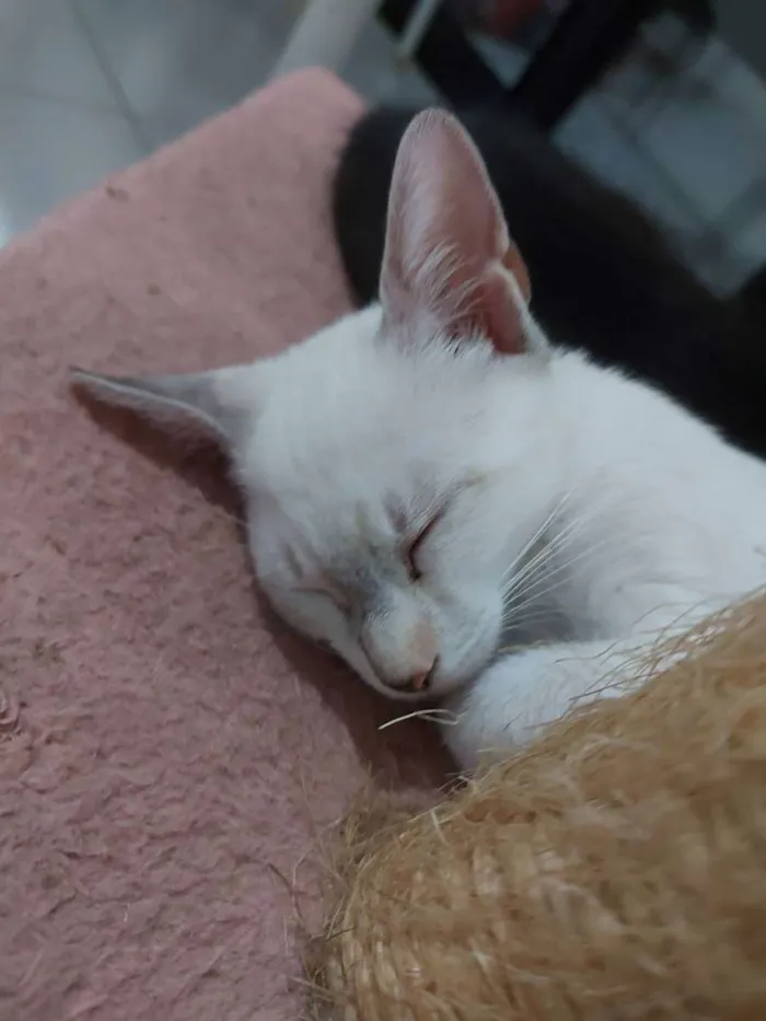 Gato raça Sem raça definida  idade 2 a 6 meses nome Cloe - CASTRADA