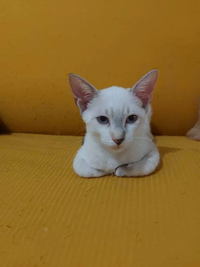 Gato raça Sem raça definida  idade 2 a 6 meses nome Cloe - CASTRADA