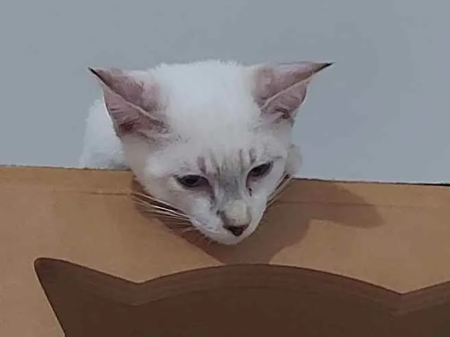 Gato raça Sem raça definida  idade 2 a 6 meses nome Cloe - CASTRADA