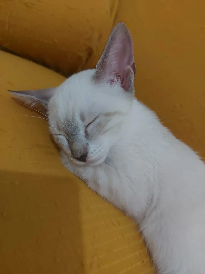 Gato raça Sem raça definida  idade 2 a 6 meses nome Maia - CASTRADA