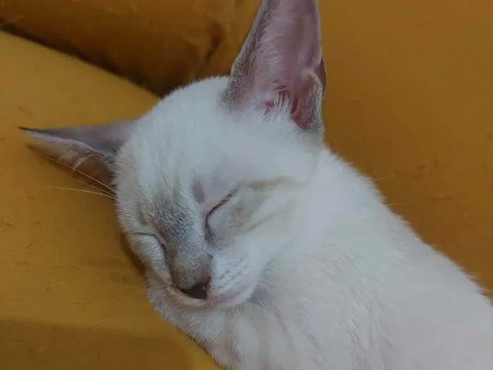 Gato raça Sem raça definida  idade 2 a 6 meses nome Maia - CASTRADA