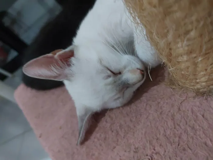 Gato raça Sem raça definida  idade 2 a 6 meses nome Maia - CASTRADA