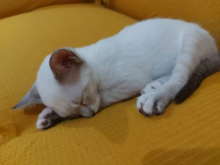 Gato raça Sem raça definida  idade 2 a 6 meses nome Maia - CASTRADA