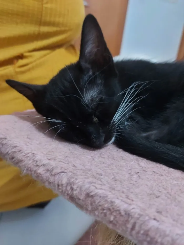 Gato raça Sem raça definida  idade 2 a 6 meses nome Meg - CASTRADA