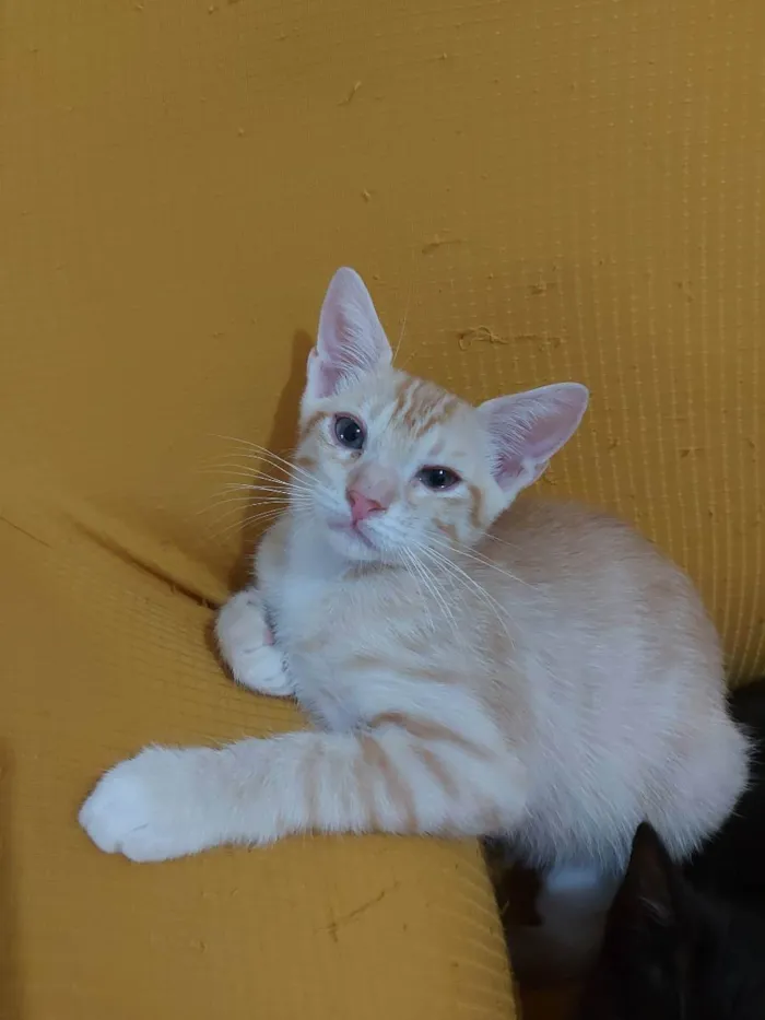 Gato raça Sem raça definida  idade 2 a 6 meses nome Zeus