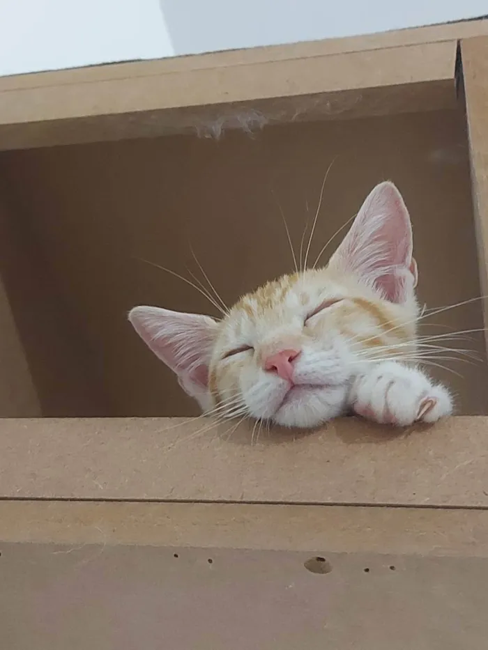 Gato raça Sem raça definida  idade 2 a 6 meses nome Zeus