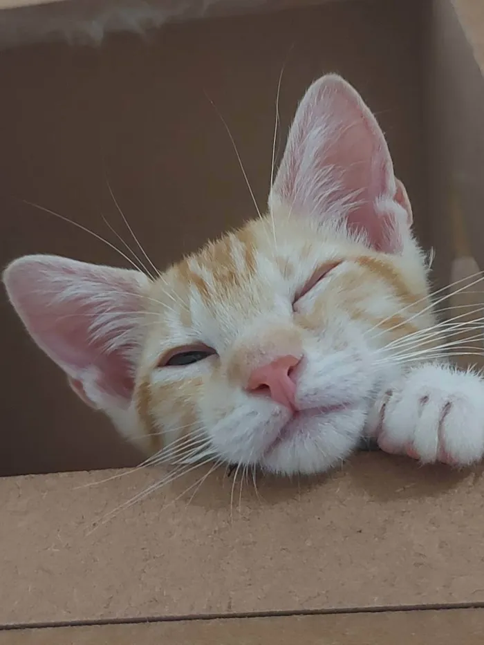 Gato raça Sem raça definida  idade 2 a 6 meses nome Zeus