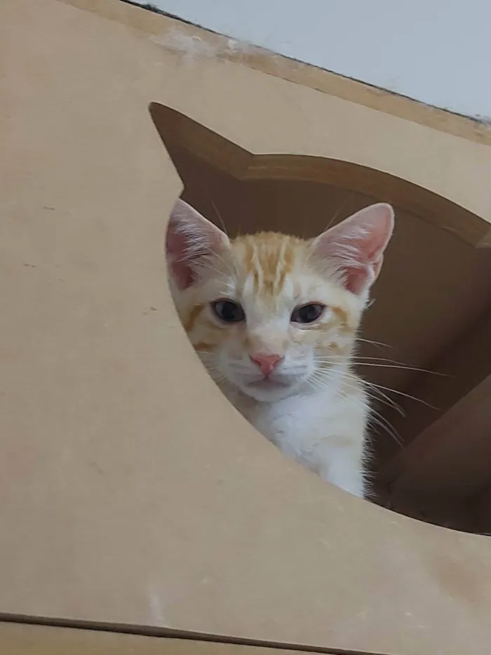 Gato raça Sem raça definida  idade 2 a 6 meses nome Zeus