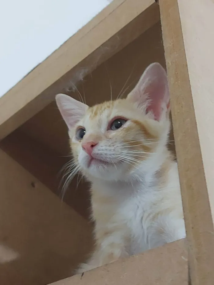 Gato raça Sem raça definida  idade 2 a 6 meses nome Zeus