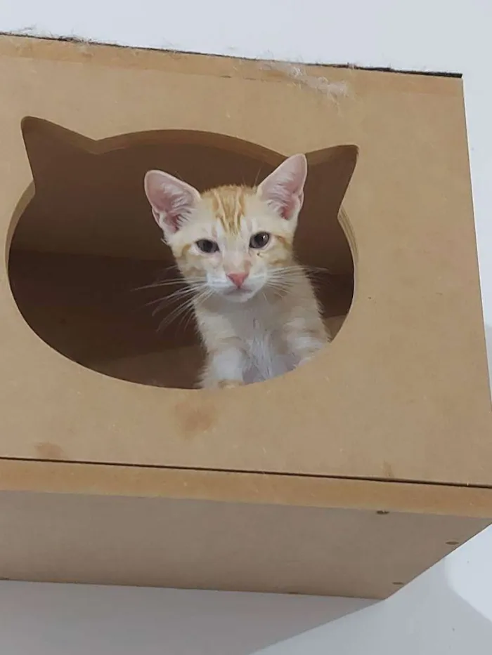 Gato raça Sem raça definida  idade 2 a 6 meses nome Zeus