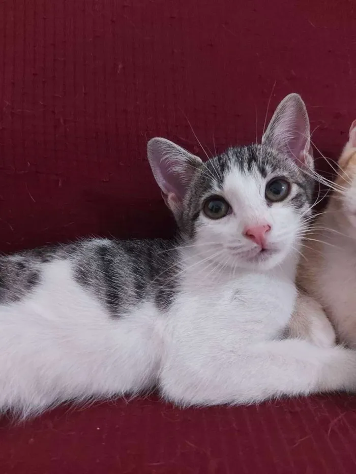 Gato raça Sem raça definida  idade 2 a 6 meses nome Milla - CASTRADA