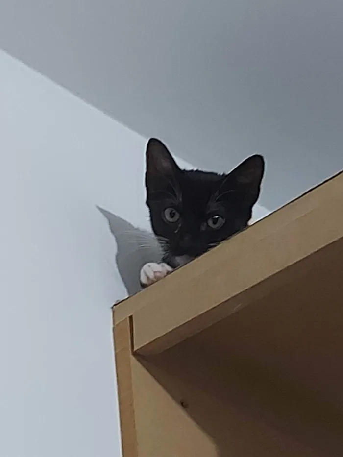 Gato raça Sem raça definida  idade 2 a 6 meses nome Meg - CASTRADA