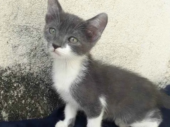 Gato raça Srd idade 2 a 6 meses nome Liz