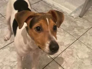 Cachorro raça Mestiço  de Fox paulistinha idade 2 a 6 meses nome Frefy