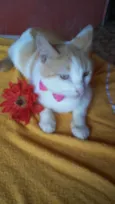 Susi