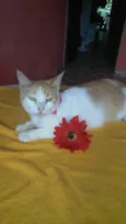 Susi
