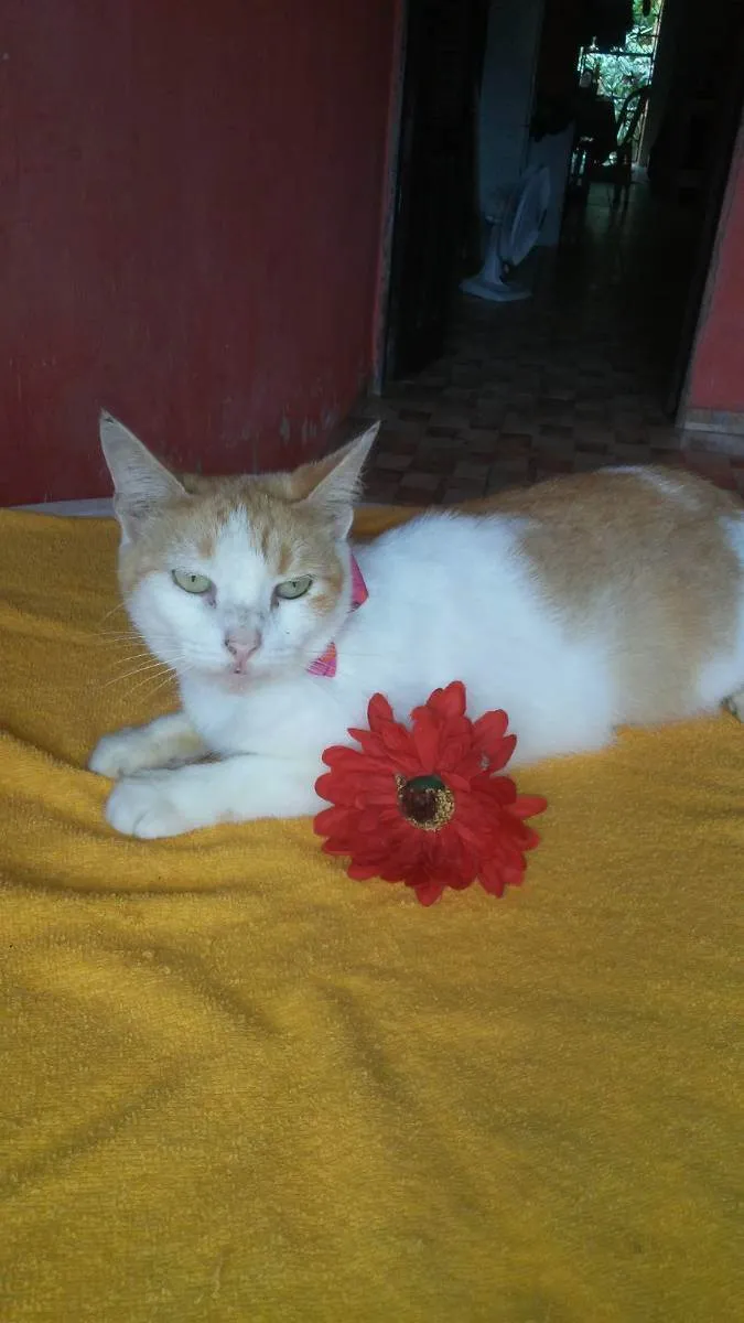Gato ra a Diferente idade 1 ano nome Susi