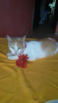 Susi