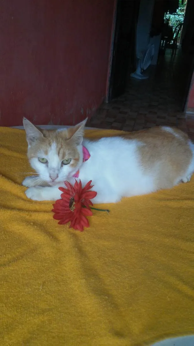 Gato ra a Diferente idade 1 ano nome Susi