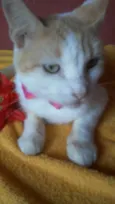 Susi