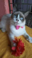 Fofinha