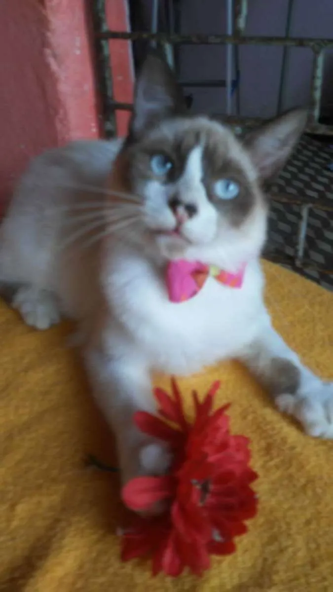 Gato ra a Diferente idade 2 a 6 meses nome Fofinha