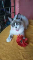 Fofinha