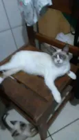 Fofinha