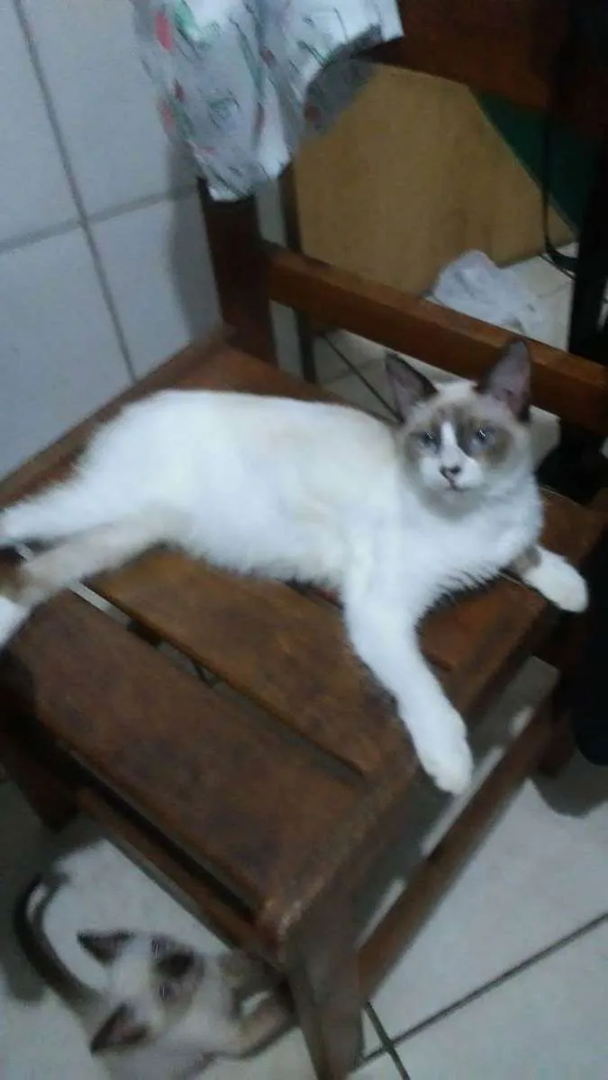 Gato ra a Diferente idade 2 a 6 meses nome Fofinha