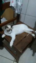Fofinha