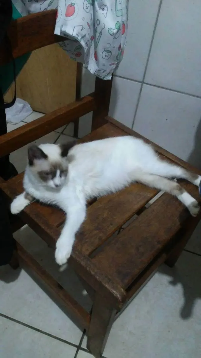 Gato ra a Diferente idade 2 a 6 meses nome Fofinha