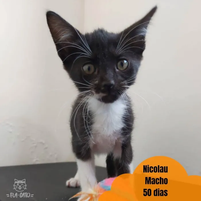 Gato ra a SRD idade Abaixo de 2 meses nome Nicolau