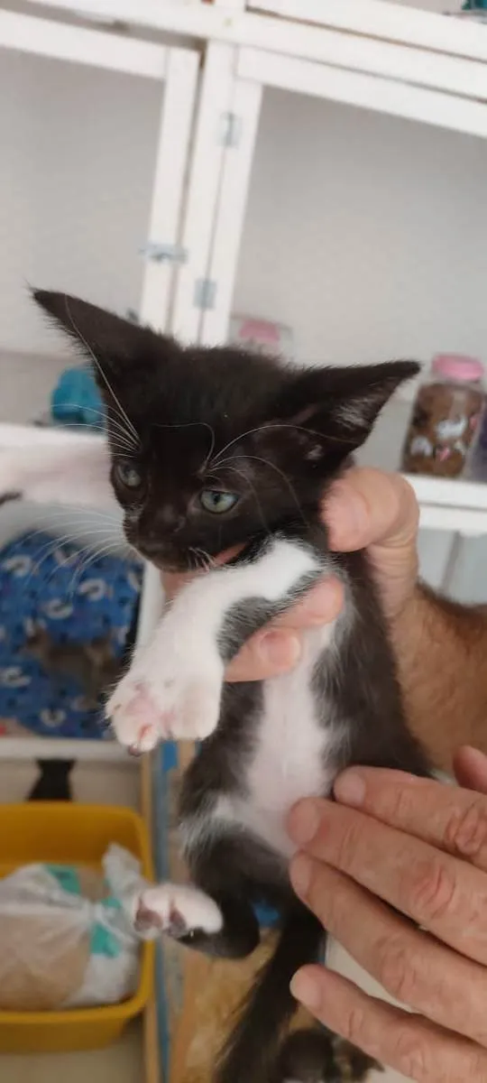 Gato ra a SRD idade Abaixo de 2 meses nome Nicolau