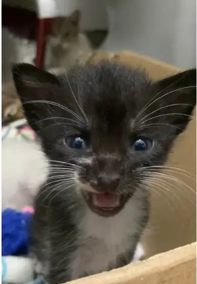 Gato ra a SRD idade Abaixo de 2 meses nome Nicolau