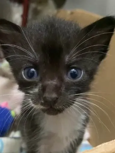 Gato ra a SRD idade Abaixo de 2 meses nome Nicolau
