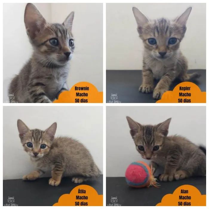 Gato ra a SRD idade Abaixo de 2 meses nome Bebês tigradinhos
