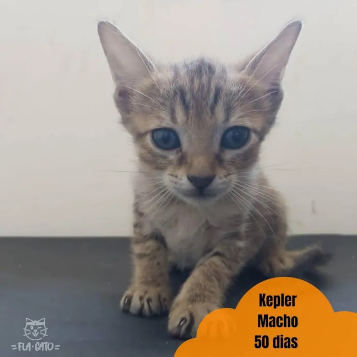 Gato ra a SRD idade Abaixo de 2 meses nome Bebês tigradinhos