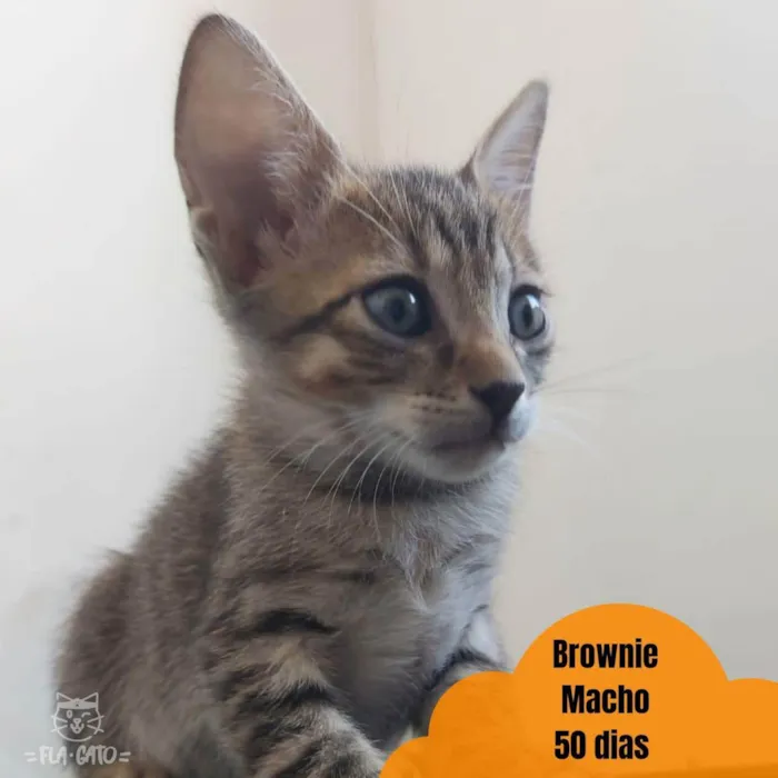 Gato ra a SRD idade Abaixo de 2 meses nome Bebês tigradinhos