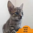 Bebês tigradinhos